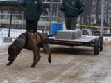 IWPA - Canine Weight Pull