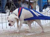 IWPA - Canine Weight Pull