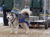 IWPA - Canine Weight Pull