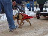 IWPA - Canine Weight Pull