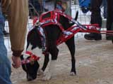 IWPA - Canine Weight Pull