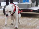 IWPA - Canine Weight Pull