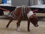 IWPA - Canine Weight Pull