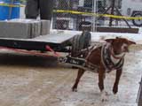 IWPA - Canine Weight Pull