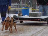IWPA - Canine Weight Pull
