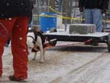 IWPA - Canine Weight Pull