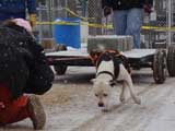 IWPA - Canine Weight Pull