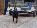 IWPA - Canine Weight Pull