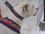 IWPA - Canine Weight Pull