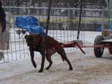 IWPA - Canine Weight Pull