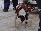 IWPA - Canine Weight Pull