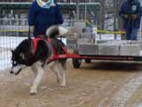 IWPA - Canine Weight Pull