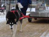 IWPA - Canine Weight Pull