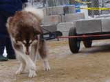 IWPA - Canine Weight Pull