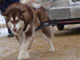 IWPA - Canine Weight Pull