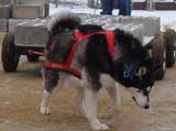 IWPA - Canine Weight Pull