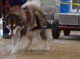 IWPA - Canine Weight Pull