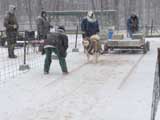 IWPA - Canine Weight Pull