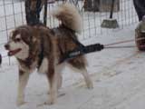 IWPA - Canine Weight Pull