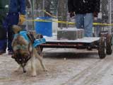 IWPA - Canine Weight Pull