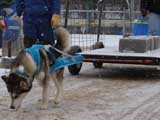 IWPA - Canine Weight Pull