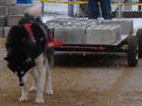 IWPA - Canine Weight Pull