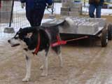 IWPA - Canine Weight Pull