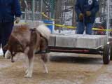 IWPA - Canine Weight Pull
