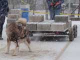 IWPA - Canine Weight Pull