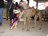 IWPA - Canine Weight Pull