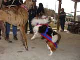 IWPA - Canine Weight Pull