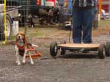 IWPA - Canine Weight Pull