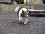 IWPA - Canine Weight Pull