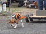 IWPA - Canine Weight Pull