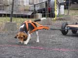 IWPA - Canine Weight Pull