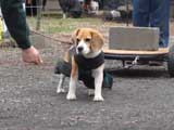 IWPA - Canine Weight Pull