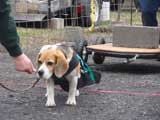 IWPA - Canine Weight Pull