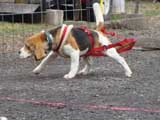 IWPA - Canine Weight Pull