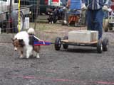 IWPA - Canine Weight Pull