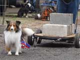 IWPA - Canine Weight Pull