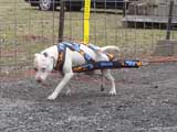 IWPA - Canine Weight Pull