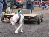 IWPA - Canine Weight Pull