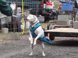 IWPA - Canine Weight Pull