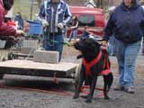 IWPA - Canine Weight Pull