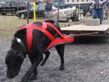 IWPA - Canine Weight Pull