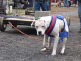 IWPA - Canine Weight Pull