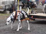 IWPA - Canine Weight Pull