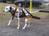 IWPA - Canine Weight Pull