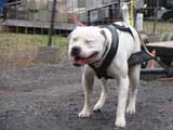IWPA - Canine Weight Pull