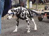 IWPA - Canine Weight Pull